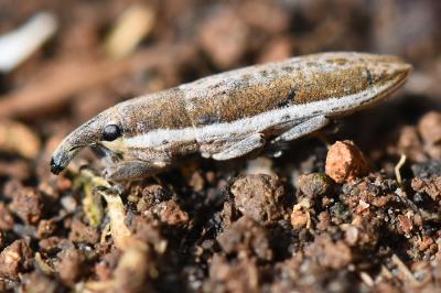 <i>Lixus ochraceus</i>