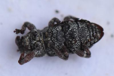 <i>Pissodes castaneus</i>