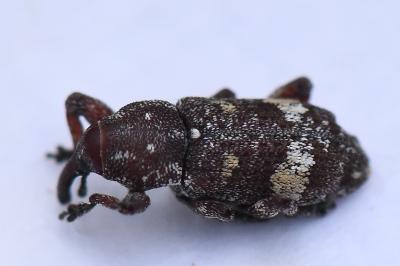 <i>Pissodes castaneus</i>