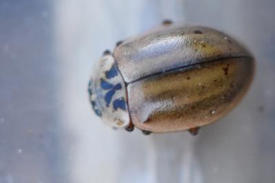 <i>Aphidecta obliterata</i>