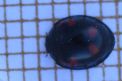 <i>Exochomus quadripustulatus</i>