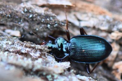 <i>Leistus spinibarbis</i>