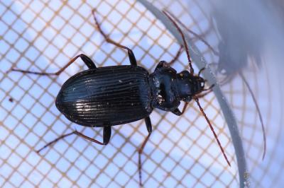 <i>Nebria</i>