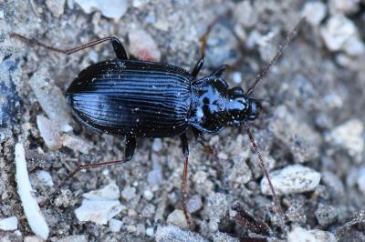 <i>Nebria</i>