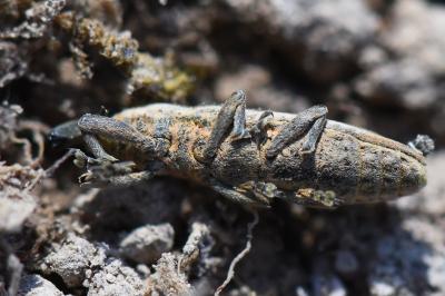 <i>Lixus ochraceus</i>
