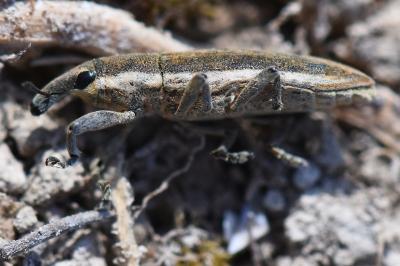 <i>Lixus ochraceus</i>