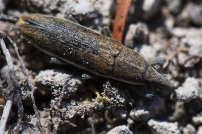 <i>Lixus ochraceus</i>