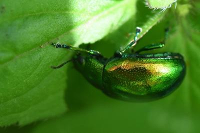 <i>Chrysolina graminis</i>
