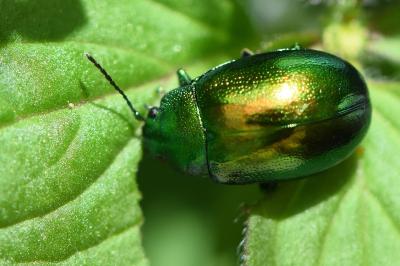 <i>Chrysolina graminis</i>