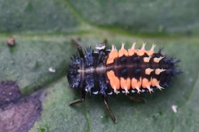 <i>Harmonia axyridis</i>