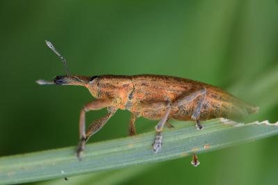 <i>Lixus iridis</i>