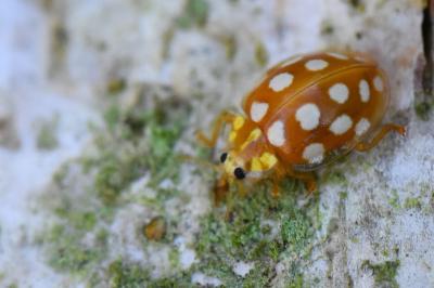 <i>Halyzia sedecimguttata</i>