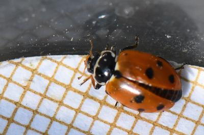 <i>Hippodamia variegata</i>