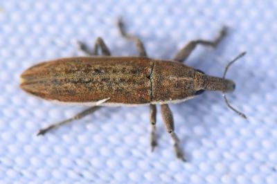 <i>Lixus ochraceus</i>
