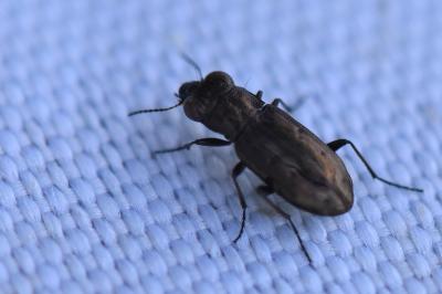 <i>Notiophilus quadripunctatus</i>