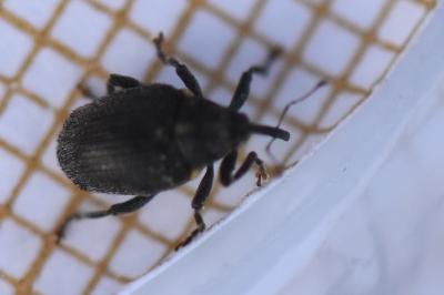 <i>Ceutorhynchus picitarsis</i>