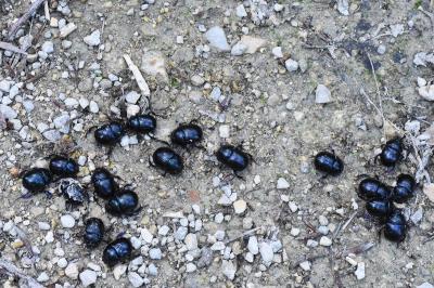 <i>Anoplotrupes stercorosus</i>