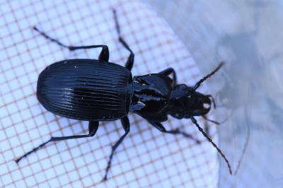 <i>Pterostichus cristatus</i>