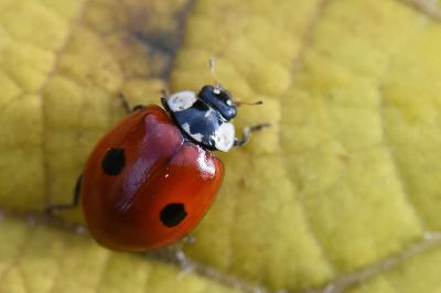 <i>Adalia bipunctata</i>