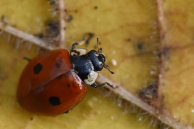 <i>Adalia bipunctata</i>