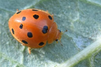 Henosepilachna argus