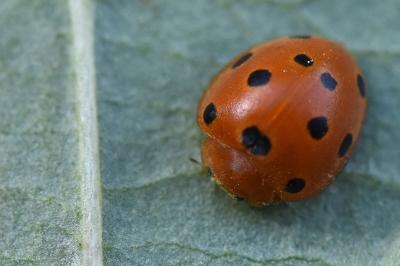 <i>Henosepilachna argus</i>