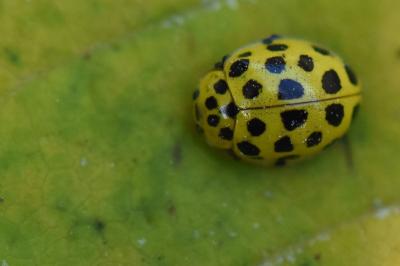 <i>Psyllobora vigintiduopunctata</i>