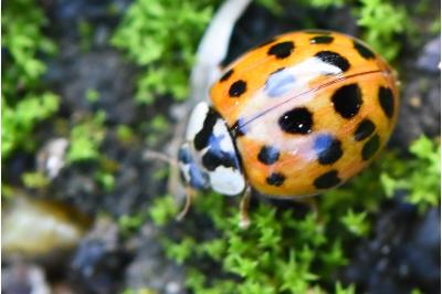 <i>Harmonia axyridis</i>
