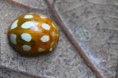 <i>Calvia decemguttata</i>