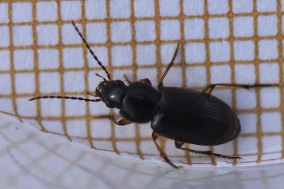 <i>Stenolophus mixtus</i>