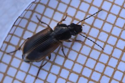 Stenolophus mixtus