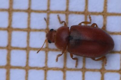 Coccidula rufa