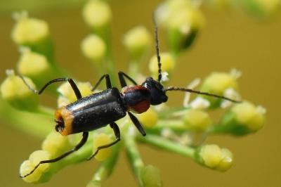 <i>Axinotarsus pulicarius</i>