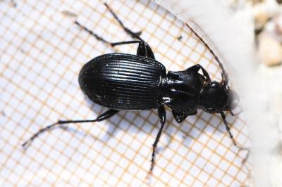 <i>Pterostichus cristatus</i>