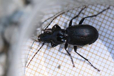 <i>Pterostichus cristatus</i>