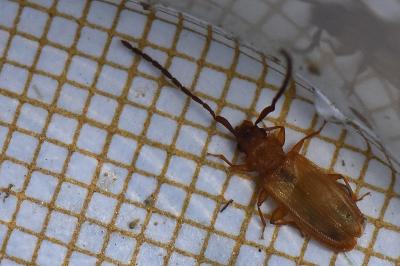 Uleiota planatus