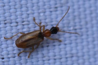 <i>Demetrias atricapillus</i>