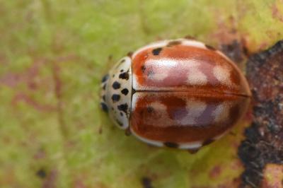 <i>Harmonia quadripunctata</i>