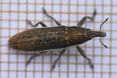 <i>Lixus ochraceus</i>