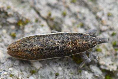 <i>Lixus ochraceus</i>