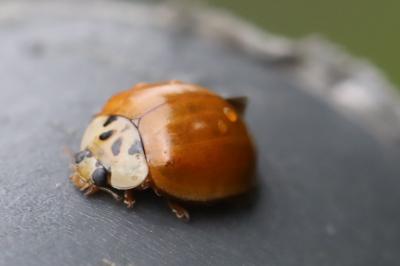 <i>Harmonia axyridis</i>