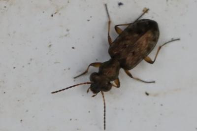 <i>Asaphidion stierlini</i>