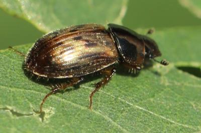 <i>Nimbus contaminatus</i>