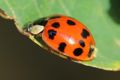 <i>Harmonia axyridis</i>