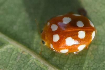 <i>Vibidia duodecimguttata</i>