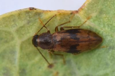 <i>Marolia variegata</i>