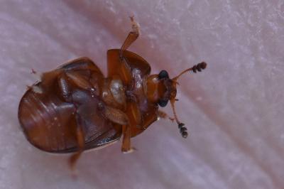<i>Cychramus luteus</i>