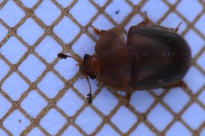 <i>Cychramus luteus</i>