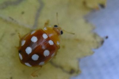 <i>Vibidia duodecimguttata</i>