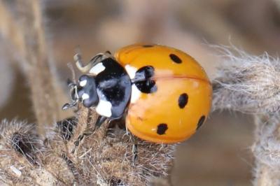 <i>Coccinella septempunctata</i>